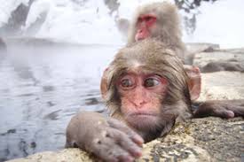 Image result for monkeys