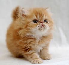 Image result for cute kittens