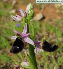 Ophrys bertolonii (Bertoloni's Bee Orchid) : MaltaWildPlants.com ...