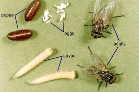 Image result for life stages of a housefly