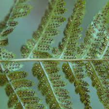 Dryopteris carthusiana (spinulose wood fern): Go Botany