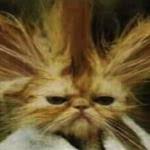 Bad Hair Day Cat Meme Generator - Imgflip via Relatably.com