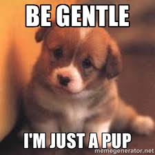 Be gentle I&#39;m just a pup - cute puppy | Meme Generator via Relatably.com