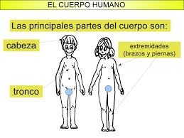Bildresultat för EL CUERPO HUMANO