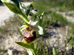 Ophrys candica (E. Nelson ex Soó) H. Baumann & Künkele