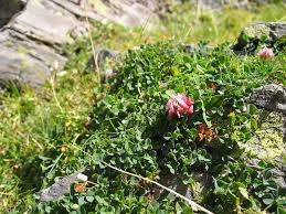 Trifolium thalii - Wikipedia