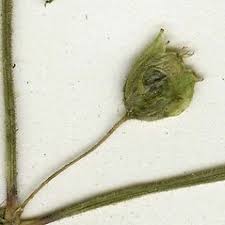 Myosoton aquaticum (giant-chickweed): Go Botany