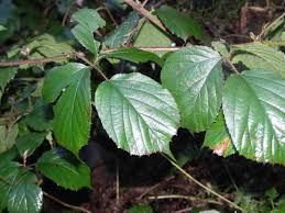 Rubus lejeunei — Wikipédia
