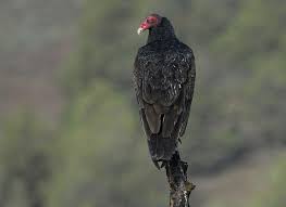 Image result for turkey vulture image