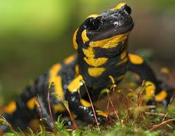 .::La Salamandra común::. Images?q=tbn:ANd9GcRPlKyI7tpV8PzoOGSQAnJBS6eUkLlU7Q0vvEJlvc0ChG9DzRQz
