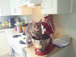 Image result for cats with mixer
