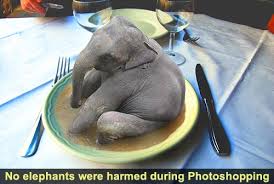 Image result for elephant eating pictures