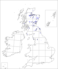Corallorhiza trifida | Online Atlas of the British and Irish Flora