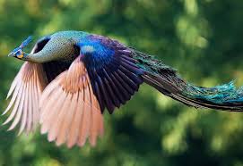 Image result for peacocks
