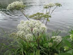 Angelica sylvestris L. | Plants of the World Online | Kew Science