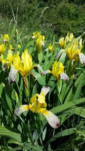 Iris variegata - Wikipedia