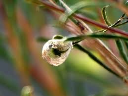 Cuscuta epilinum Weihe, Flax dodder (World flora) - Pl@ntNet identify