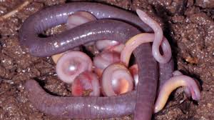 Image result for earthworm photos