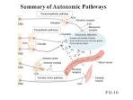 autonomic pathways