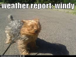 Photos: Fifteen funniest windy weather memes | Westword via Relatably.com