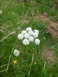 Lakes and Valley's flora specific week Pig nut - Conopodium majus ...