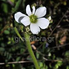 Saxifraga carpetana subsp. graeca