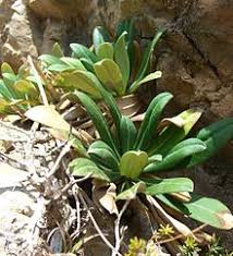 Pseudoscabiosa limonifolia - Wikipedia
