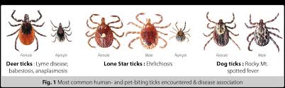 Image result for tick pics