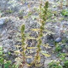 Artemisia biennis (biennial wormwood): Go Botany