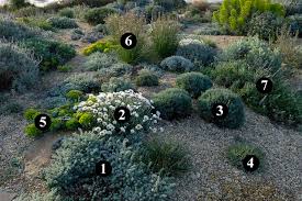 1 : Artemisia lanata 2 : Rhodanthemum hosmariense 3 : Santolina ...