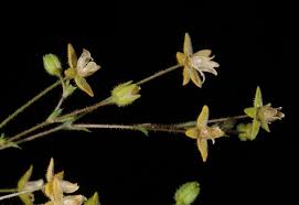 Sagina apetala Ard. | Plants of the World Online | Kew Science