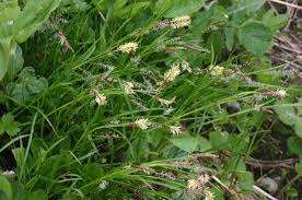 Carex ferruginea - Wikispecies
