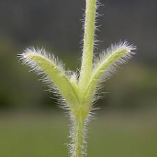 Cerastium semidecandrum (five-stamened chickweed): Go Botany