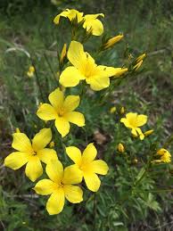 Linum flavum L., Yellow flax (World flora) - Pl@ntNet identify