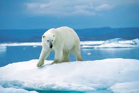 الدب القطبي يواجه صعوبات كثيرة مع تغير المناخ Images?q=tbn:ANd9GcRS9O7bYI5hfUuVTo6L21eyIWiENU_Oks1qeAD600KFnEaNeFBt