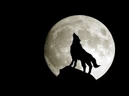 Image result for wolf images