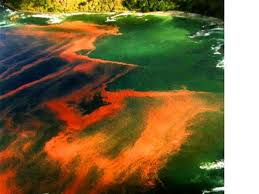 نتیجه تصویری برای ‪algal toxins‬‏