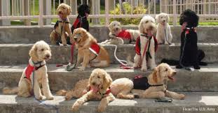 Image result for dogs controlled picture