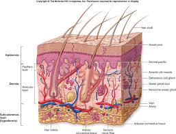 Image result for The Skin and Body Membranes