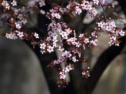 Image result for blossoms
