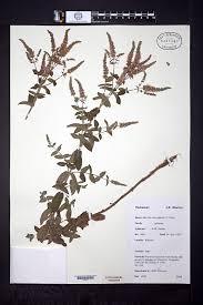 Mentha microphylla - SERNEC