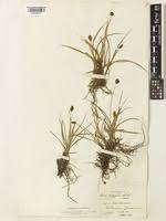 Carex foetida in Global Plants on JSTOR