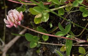Trifolium pallescens (Pale Clover) - The Alpine Flora of Zermatt ...