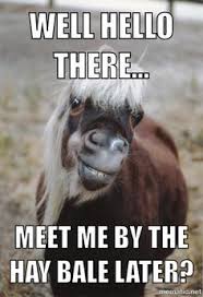 Funny Horse Memes on Pinterest | Horse Meme, Funny Horse Pictures ... via Relatably.com