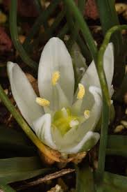 Ornithogalum refractum Kit. ex Schltdl. | Plants of the World Online ...