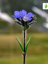 Alpine Speedwell, Veronica alpina - Flowers - NatureGate