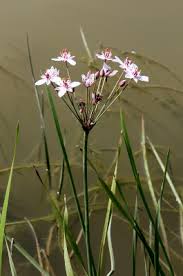 Butomus umbellatus - Michigan Flora