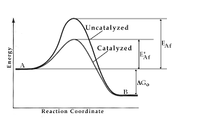  Enzyme Catalysis 