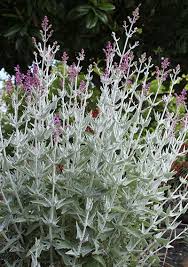 Salvia canariensis var. candissima - Buy Online at Annie's Annuals