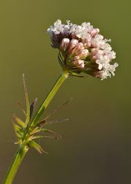 Valerian (herb) - Wikipedia